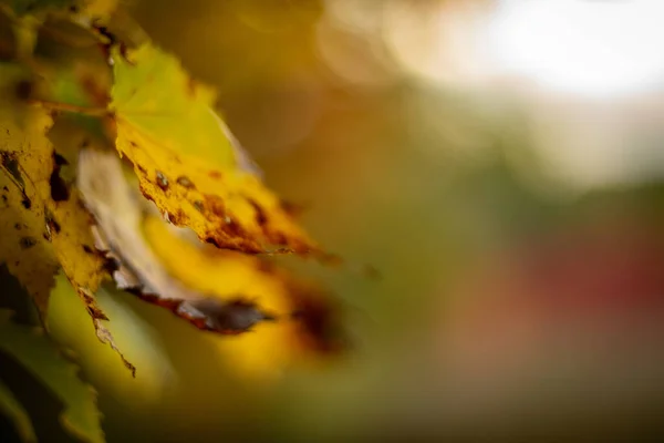 A shallow focus shot of yellow leaves in an Autumn season