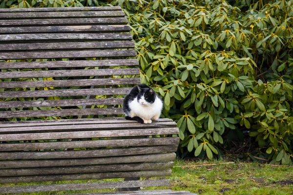 Parktaki Bankta Bir Kedinin Yakın Plan Fotoğrafı — Stok fotoğraf