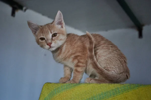 Primer Plano Gato Rayas Rojas — Foto de Stock