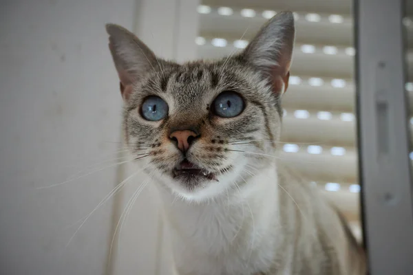Tiro Perto Gato Olhando Para Longe Dentro Casa — Fotografia de Stock