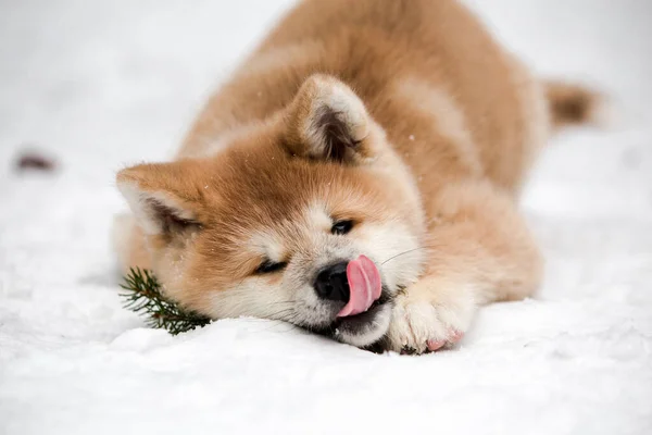 Close Shot Akita Dog Lying Snow — Stock Photo, Image
