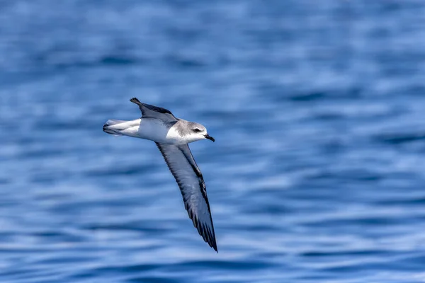 ニュージーランド固有の海鳥であるクールペトレル 英語版 またはブルーフットペトレル 英語版 Pterodroma Cookii が飛行中に捕獲された — ストック写真
