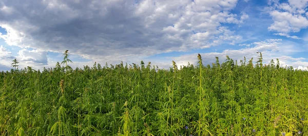 Bitmeyen bir kenevir tarlasının panoramik görüntüsü.