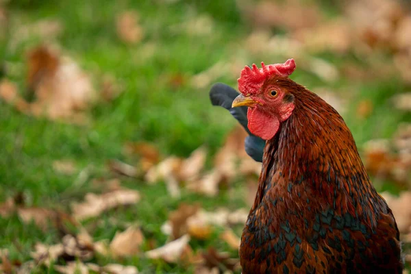 日中は畑で雄鶏の美しいショット — ストック写真