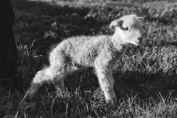 小羊羔在农田里的灰度射击 — 图库照片
