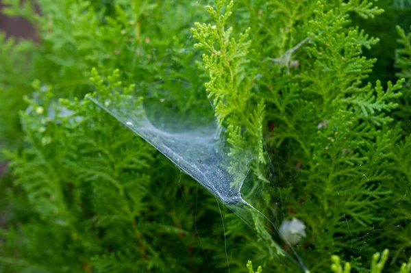 Closeup Spider Web Green Leaves Thuja Shrub — Stock Photo, Image