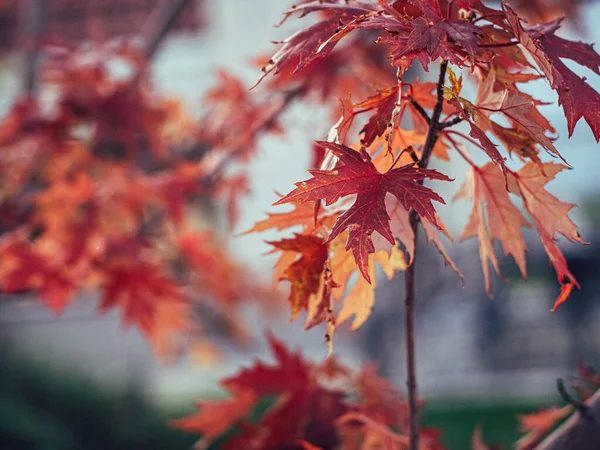 秋の葉の閉鎖ショット — ストック写真