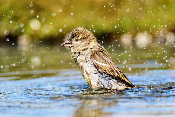 A shallow focus shot of a sparrow bathes in the shallow water of a creek and water splashes around in bright sunlight with blurred background