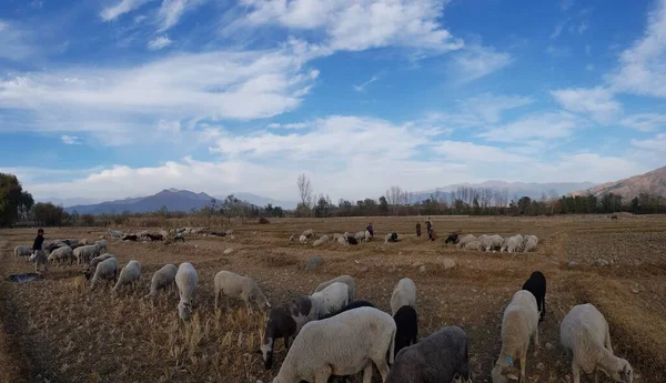 The herdsmen grazing a group of sheep and goats in a pasture in Pakistan
