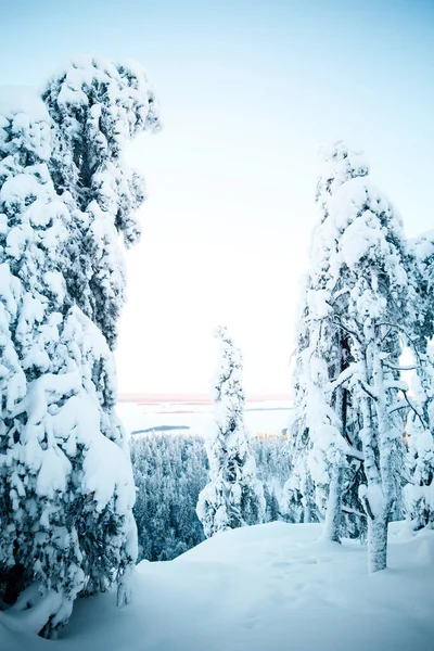 Вертикальний Знімок Мальовничого Зимового Вигляду Дерев Покритих Снігом — стокове фото