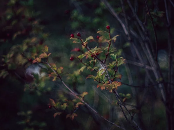 Detailní Záběr Bobulí — Stock fotografie