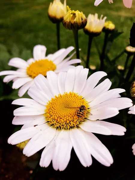 Gros Plan Abeille Sur Une Belle Fleur Marguerite — Photo