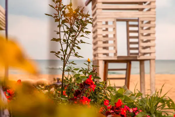 Algumas Flores Begonia Crescendo Uma Praia Fundo Uma Torre Madeira — Fotografia de Stock