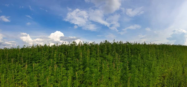 Güneşli bir günde kenevir tarlasının güzel manzarası