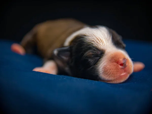 青い枕の上で眠っている小さな赤ちゃんアメリカ人のスタッフォードシャー テリアの犬のクローズアップショット — ストック写真
