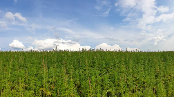 Bulutlu gökyüzünün altında güzel bir kenevir tarlası.