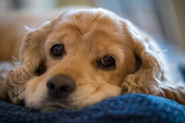 Ένα Κοντινό Πλάνο Ενός Χαριτωμένου Αγγλικού Σκύλου Κόκερ Σπάνιελ Ξαπλωμένου — Φωτογραφία Αρχείου