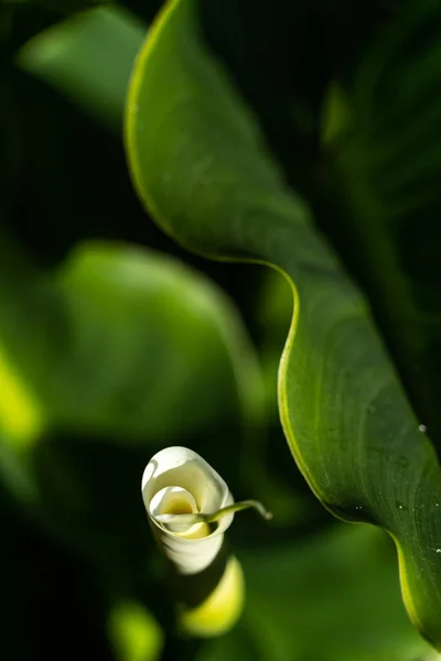 Detailní Záběr Bílého Květu Calla — Stock fotografie