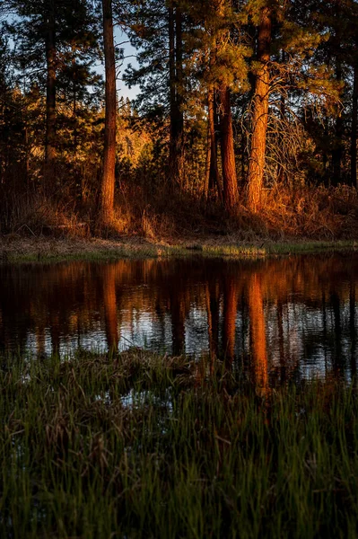 Lake Located Forest Long Trees Reflection Showing Lake Water — Stock Photo, Image