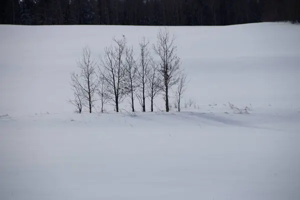 Ένα Όμορφο Χιονισμένο Χωράφι Και Λίγα Γυμνά Δέντρα Μια Ζοφερή — Φωτογραφία Αρχείου