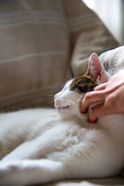 Вертикальный Снимок Руки Ласкающей Милую Кошку — стоковое фото
