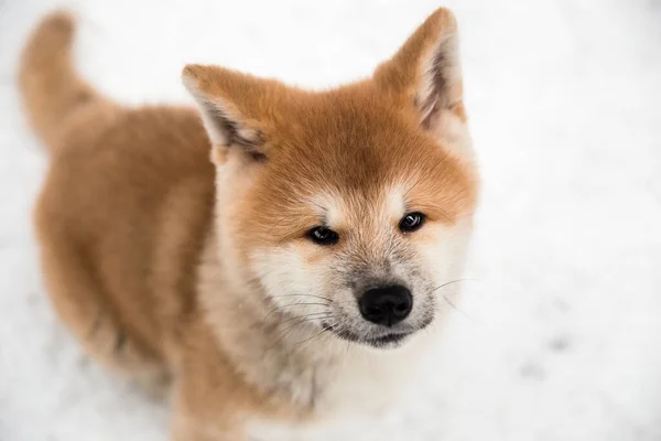 Ett Närbild Porträtt Liten Akita Inu Tittar Kameran Vit Bakgrund — Stockfoto