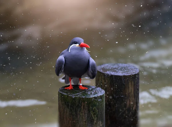 Cute Inca Tern Bird Red Beak Feet Perched Tree Trunk — Stock Photo, Image