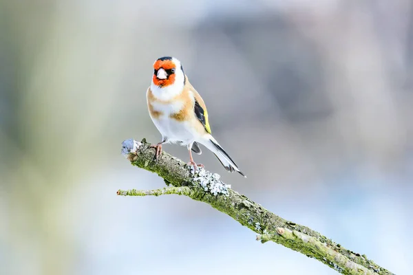 A shallow focus shot of a goldfinch perched on an old dry tree branch in the garden on a sunny day with blurred background