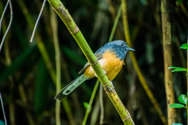 Primer Plano Pájaro Shama Rama Bosque — Foto de Stock