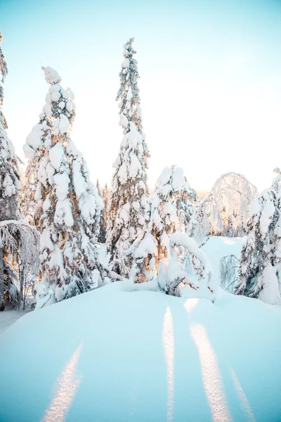 Pionowe Ujęcie Malowniczego Zimowego Widoku Drzew Pokrytych Śniegiem — Zdjęcie stockowe