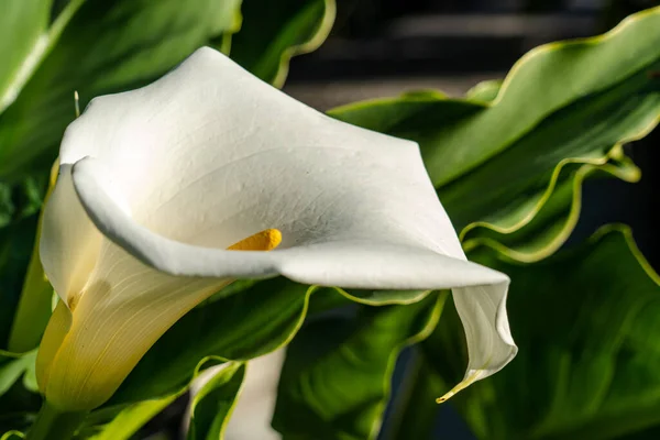 Detailní Záběr Bílého Květu Calla — Stock fotografie