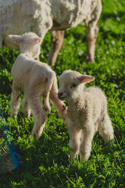 Eine Vertikale Aufnahme Neugeborener Weißer Lämmer Auf Dem Grünen Gras — Stockfoto