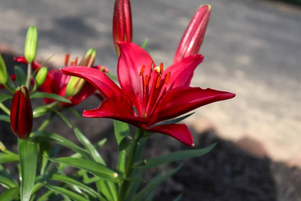 A closeup shot of a red Asiatic lily flower on a blurred background