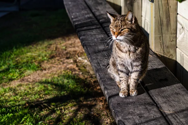 Primer Plano Gato Con Hermosos Ojos — Foto de Stock