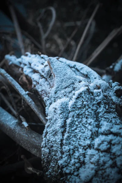 Dikey Bir Ağaç Kabuğu Görüntüsü Karla Kaplı — Stok fotoğraf