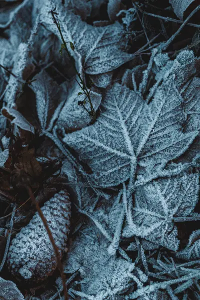Nahaufnahme Von Gefrorenen Blättern Die Mit Schnee Bedeckt Sind — Stockfoto