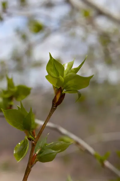 Closeup Shot Beautiful Twig Small Green Growing Leaves — Stock Photo, Image