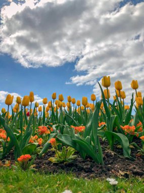 Parkta sarı lalelerin yakın çekimi.