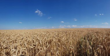 Mavi gökyüzünün altında kurumuş mısır tarlası manzarası