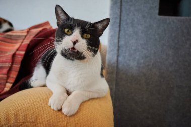 Evcil bir kedinin yakın plan fotoğrafı.