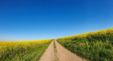 Güneşli bir günde yeşil açık bir alanda manzaralı bir patika.