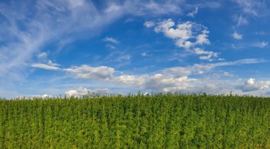 Güneşli bir günde kenevir tarlasının güzel manzarası