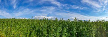 Bitmeyen bir kenevir tarlasının panoramik görüntüsü.