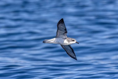 A Cooooks Petrel (Pterodroma Cookii), Yeni Zelanda 'ya özgü bir deniz kuşu türü.