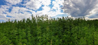 Kenevir ya da endüstriyel kenevir, özellikle endüstriyel ve tıbbi kullanım için yetiştirilen bitkisel kenevir sativarları sınıfıdır.