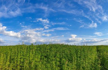 Bulutlu gökyüzünün altında güzel bir kenevir tarlası.