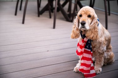 Amerikan bayrağı taşıyan sevimli bir İngiliz Cocker Spaniel köpeği.