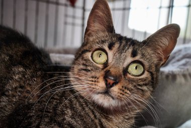 Evdeki sevimli bir kedinin yakın plan fotoğrafı.