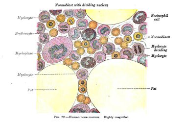 19. yüzyıl anatomi ders kitabından bir sayfa