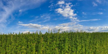Parlak gökyüzünün altında marihuana bitkileriyle dolu büyük bir tarla güzel bir kare.